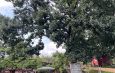 TH Klein – umgestürzter Baum
